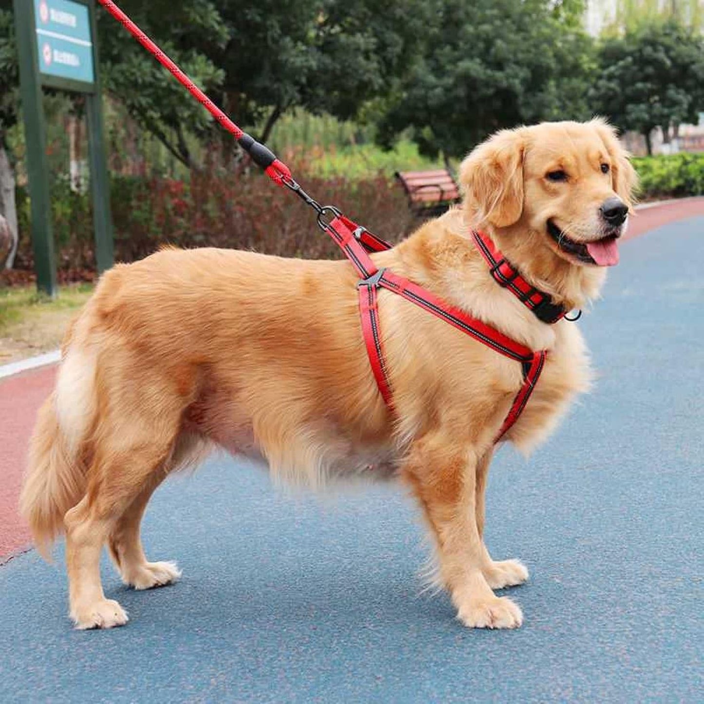 Pet leashes with harness - 180cm